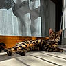 cat, bengal_cat, animal, pet, indoor, sunlight, shadow, floor, wooden_baseboard, window, curtain, striped, spotted, relaxed, feline, whiskers, ears, tail, domestic_cat, resting