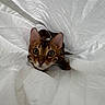 Sushi a rejoint le concours — aidez-le/la à gagner de superbes lots ! cat, bengal_cat, pet, animal, curious, wide_eyes, ears, white_fabric, texture, playful, close_up, indoor, feline, whiskers, fur, looking, cute, alert, head, face