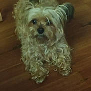 Genesis is registered to the contest to win money with this photo: animal, brown_floor, canine, companion, curious, curly_hair, cute, dog, domestic_animal, friendly, fur, furry, house_pet, indoor, looking_up, mammal, paw, pet, small_dog, wooden_floor