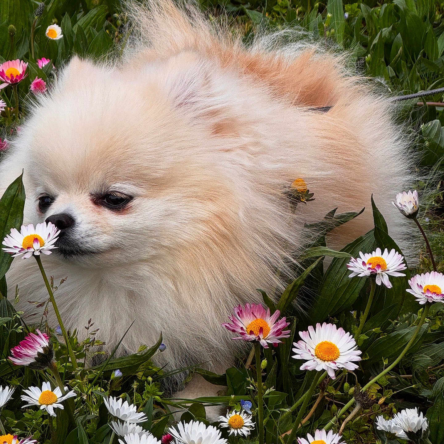 Aya a rejoint le concours — aidez-le/la à gagner de superbes lots ! anemone, animal, canine, dahlia, daisy, dog, eskimodog, flower, flowerarrangement, flowerbouquet, geranium, grass, herbal, herbs, pet, petal, plant, pollen, puppy, vegetation