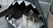 Mimikyu joined the competition — help win amazing prizes! animal, cat, comfortable, cozy, curious, cute, feline, floor, gray, home, indoor, looking, marble_floor, pet_bed, playful, resting, shark_shape, small, soft, white
