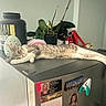 Mimikyu is registered to the contest to win money with this photo: appliance, calendar, calm, cat, domestic, feline, fire_extinguisher, fridge, gray_cat, household, indoor, kitchen, magnet, pet, photo, plant, protein_container, relaxed, resting, sleeping