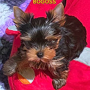 Bogoss a rejoint le concours — aidez-le/la à gagner de superbes lots ! adorable, animal, black_and_tan, close_up, cute, dog, ears, face, fluffy, fur, indoor, lying_down, nose, paw, pet, plush, puppy, red_bed, small_dog, yorkshire_terrier