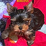 adorable, animal, black_and_tan, close_up, cute, dog, ears, face, fluffy, fur, indoor, lying_down, nose, paw, pet, plush, puppy, red_bed, small_dog, yorkshire_terrier