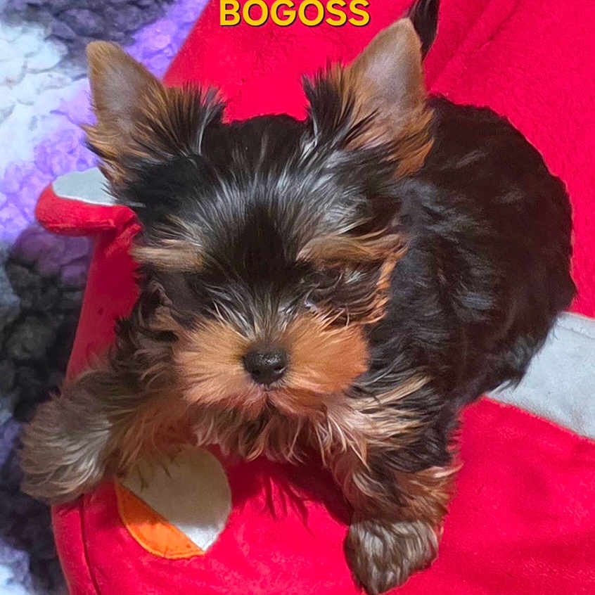 Bogoss