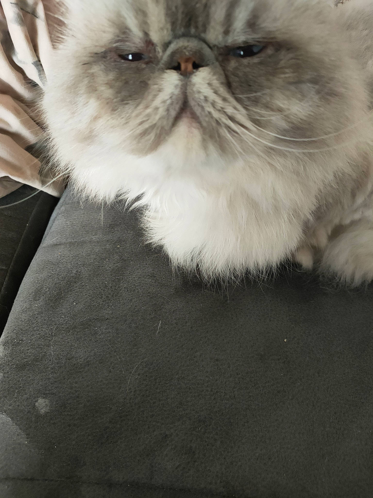 Guizmo a rejoint le concours — aidez-le/la à gagner de superbes lots ! carnivore, cat, comfort, fawn, felidae, fur, small_to_medium_sized_cats, terrestrial_animal, whiskers