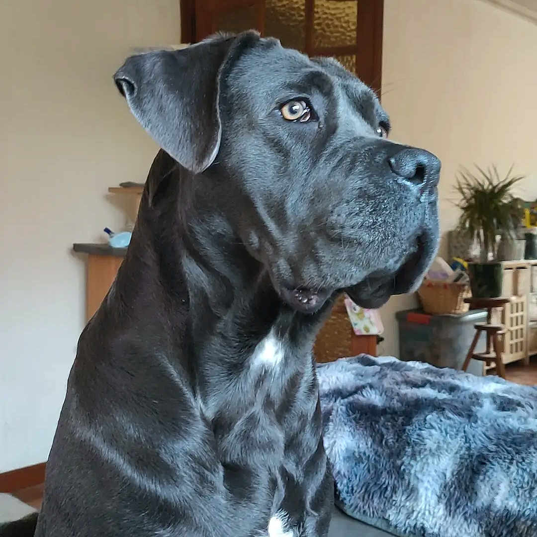 Ulyce participe au concours pour gagner de l'argent avec cette photo : black_dog, blanket, canine, couch, dog, domestic_animal, door, ears, fur, furniture, houseplant, indoor, looking_away, pet, relaxed, seated, side_view, snout, white_patch, window