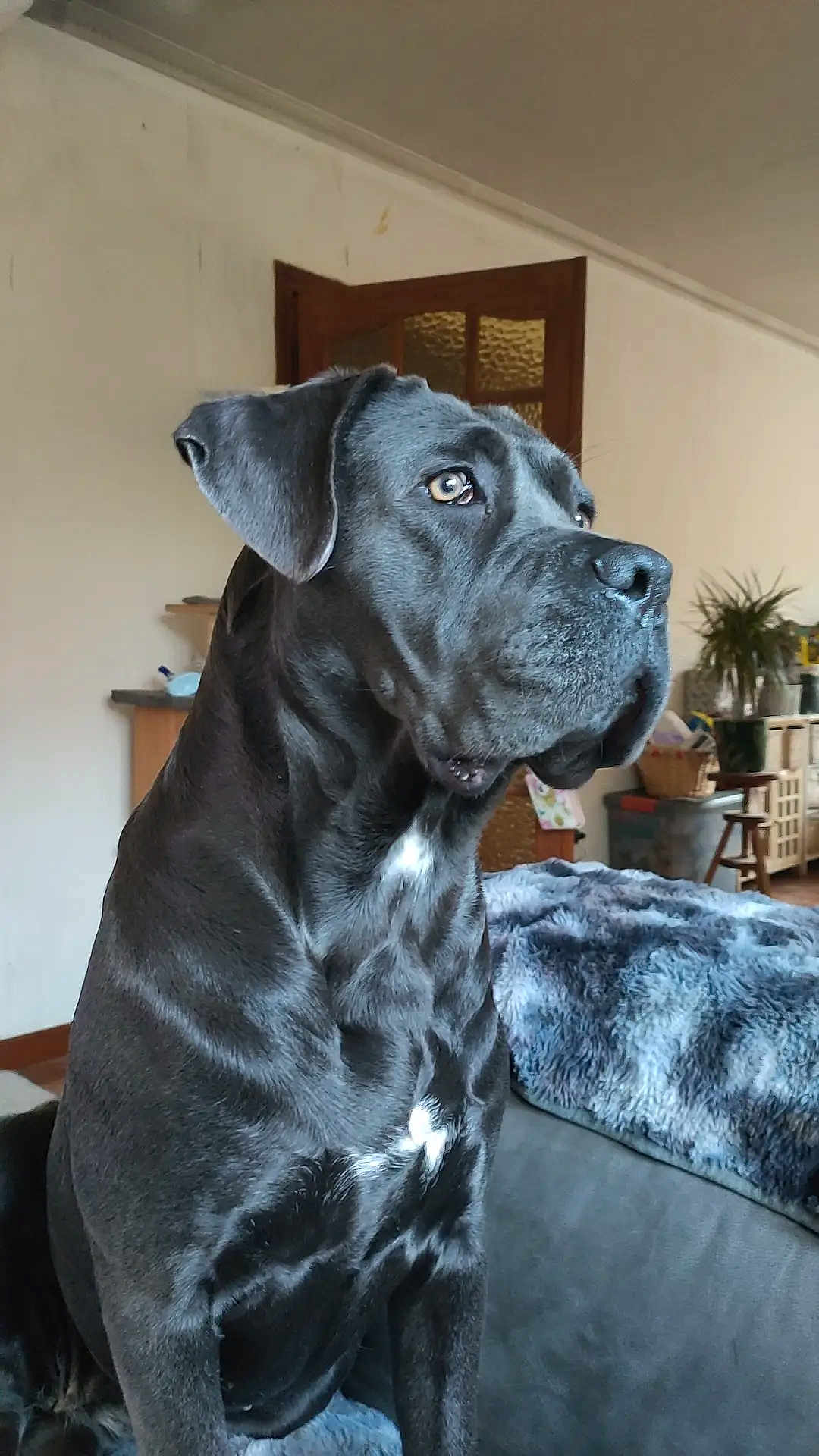 Ulyce participe au concours pour gagner de l'argent avec cette photo : dog, black_dog, pet, indoor, couch, blanket, furniture, houseplant, door, window, canine, domestic_animal, side_view, looking_away, seated, fur, ears, snout, white_patch, relaxed