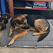 Tango participe au concours pour gagner de l'argent avec cette photo : dog, indoor, mat, dumbbells, wooden_shelf, books, remote_control, floor, black_and_tan, pet, resting, living_room, exercise_equipment, furniture, relaxed, home, quiet, casual, domestic, animal