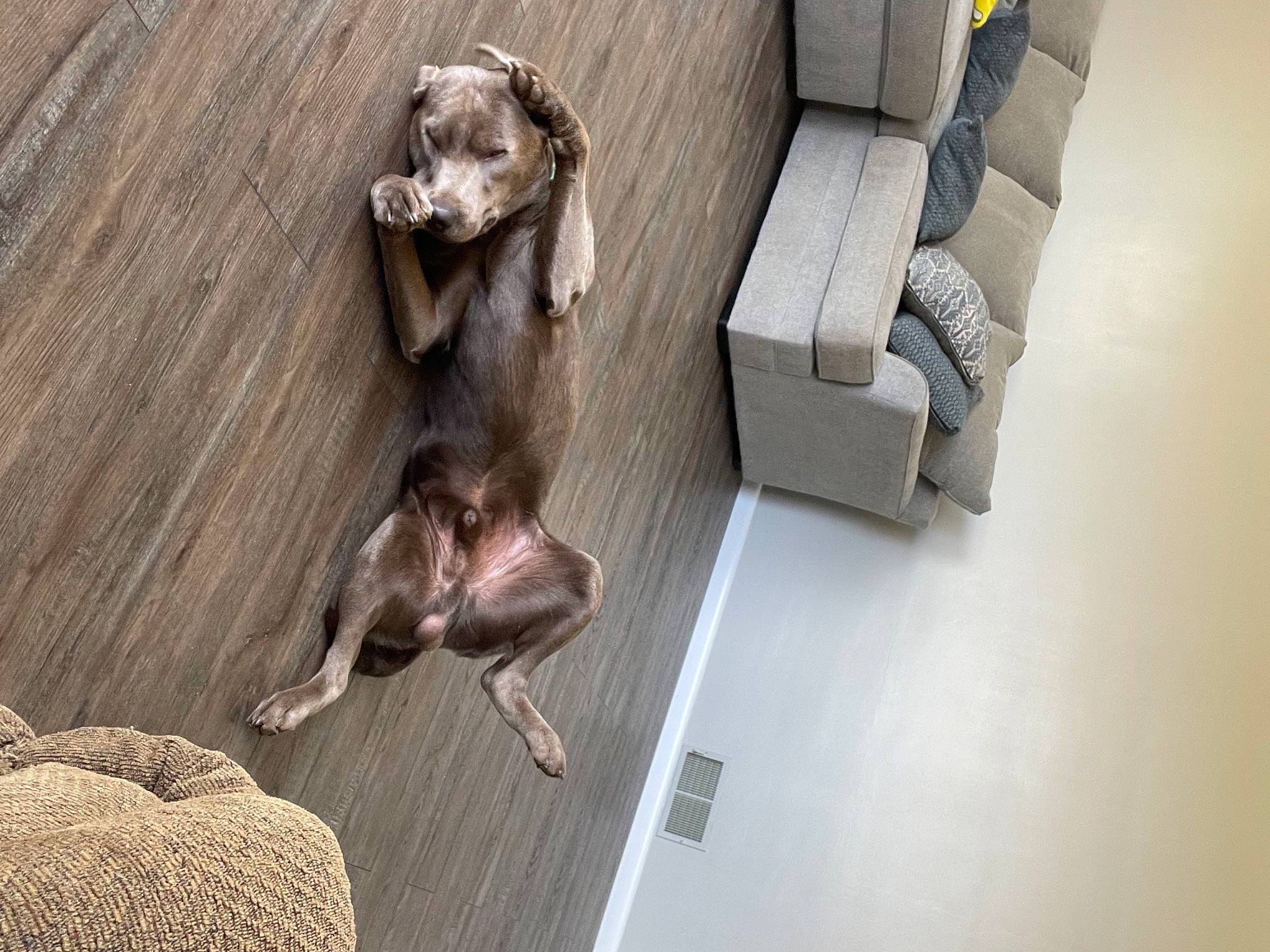 Dexter joined the competition — help win amazing prizes! canidae, carnivore, comfort, companion_dog, dog, dog_breed, fawn, felidae, floor, flooring, grey, guard_dog, hardwood, liver, pet_supply, snout, sporting_group, tail, wood, working_animal