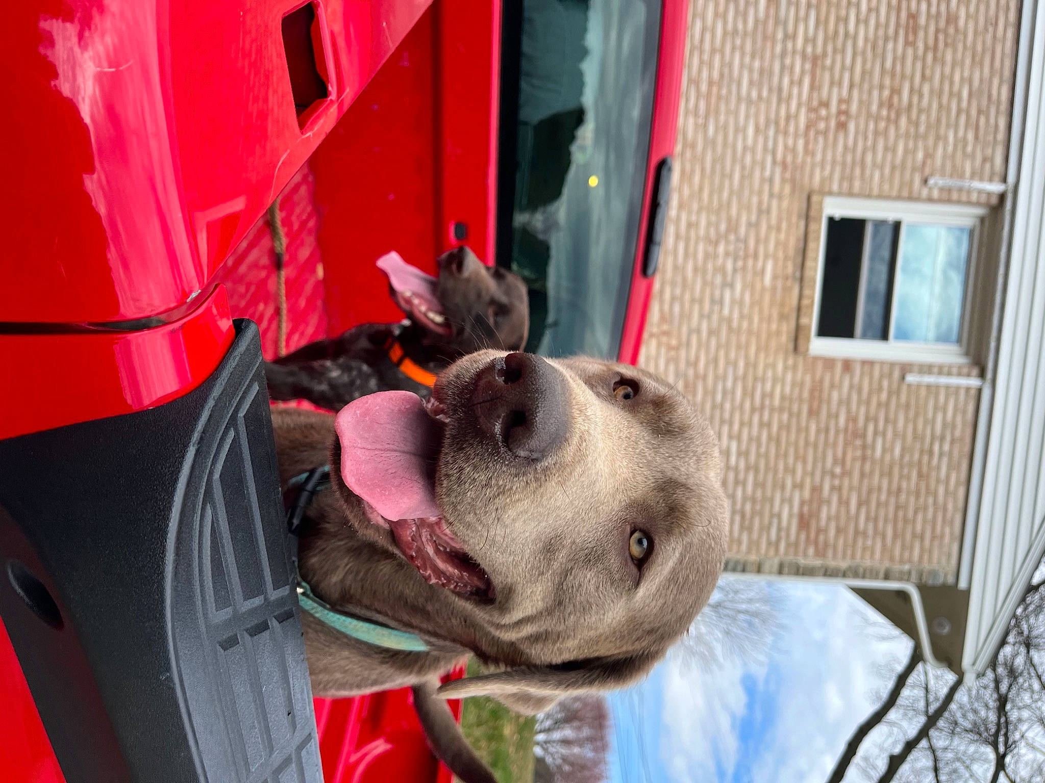 Dexter joined the competition — help win amazing prizes! automotive_exterior, automotive_lighting, automotive_tire, automotive_wheel_system, building, carnivore, collar, companion_dog, dog, dog_breed, dog_supply, facade, fawn, motor_vehicle, sculpture, snout, sporting_group, vehicle_door, window, working_animal