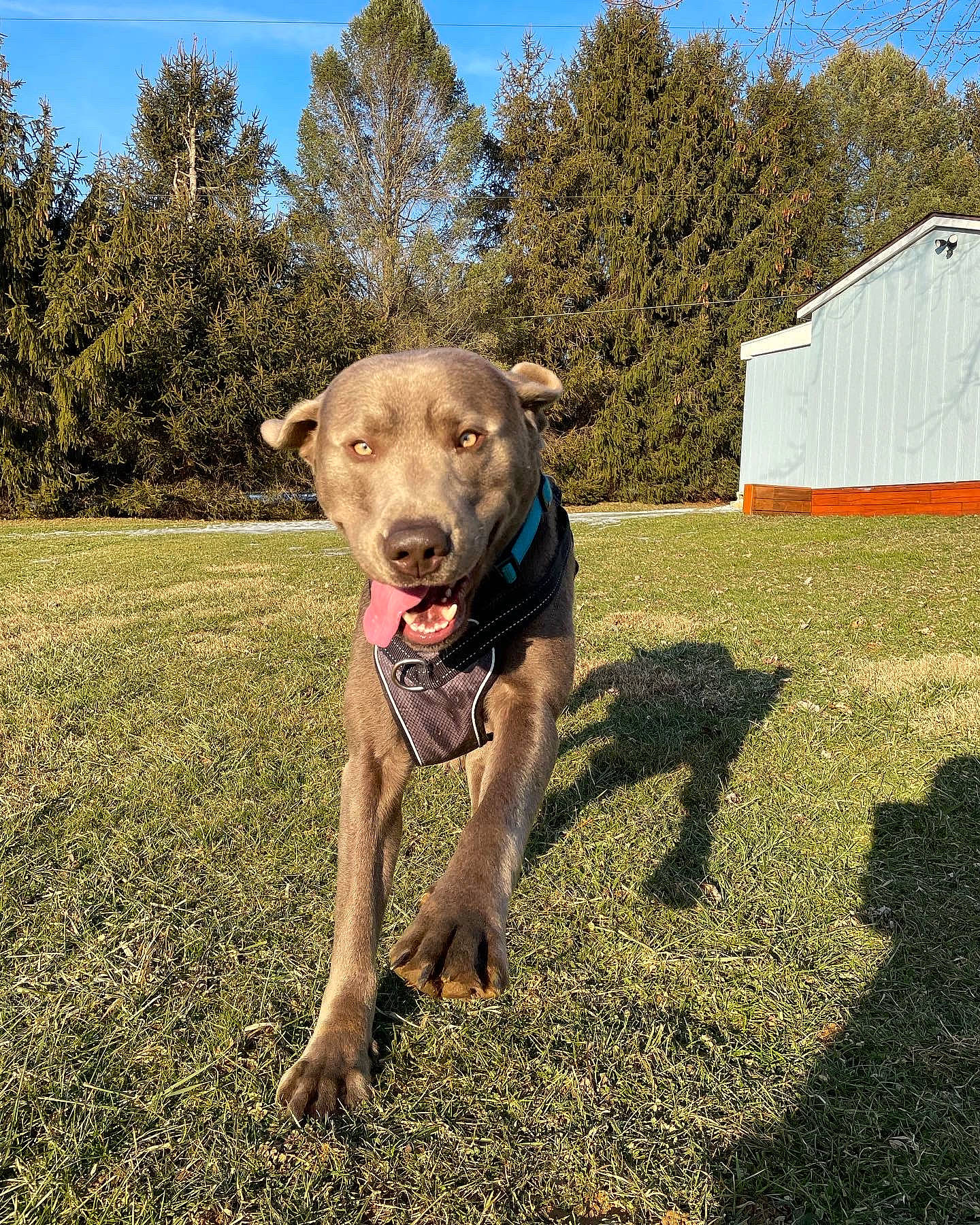 Dexter is registered to the contest to win money with this photo: carnivore, collar, companion_dog, dog, dog_breed, dog_collar, fashion_accessory, fawn, grass, hat, landscape, personal_protective_equipment, plant, recreation, sky, snout, tail, tent, tree, working_animal