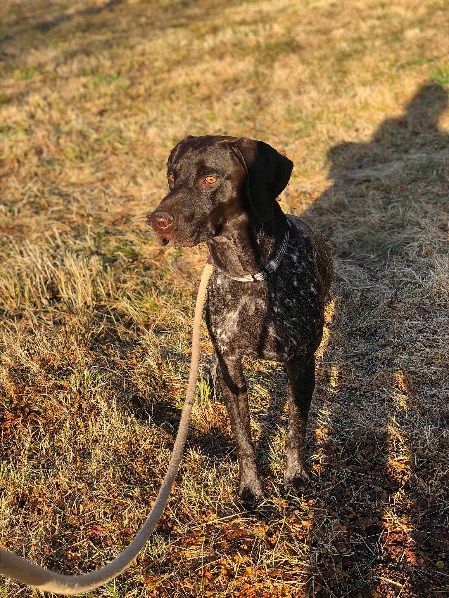 Ruger