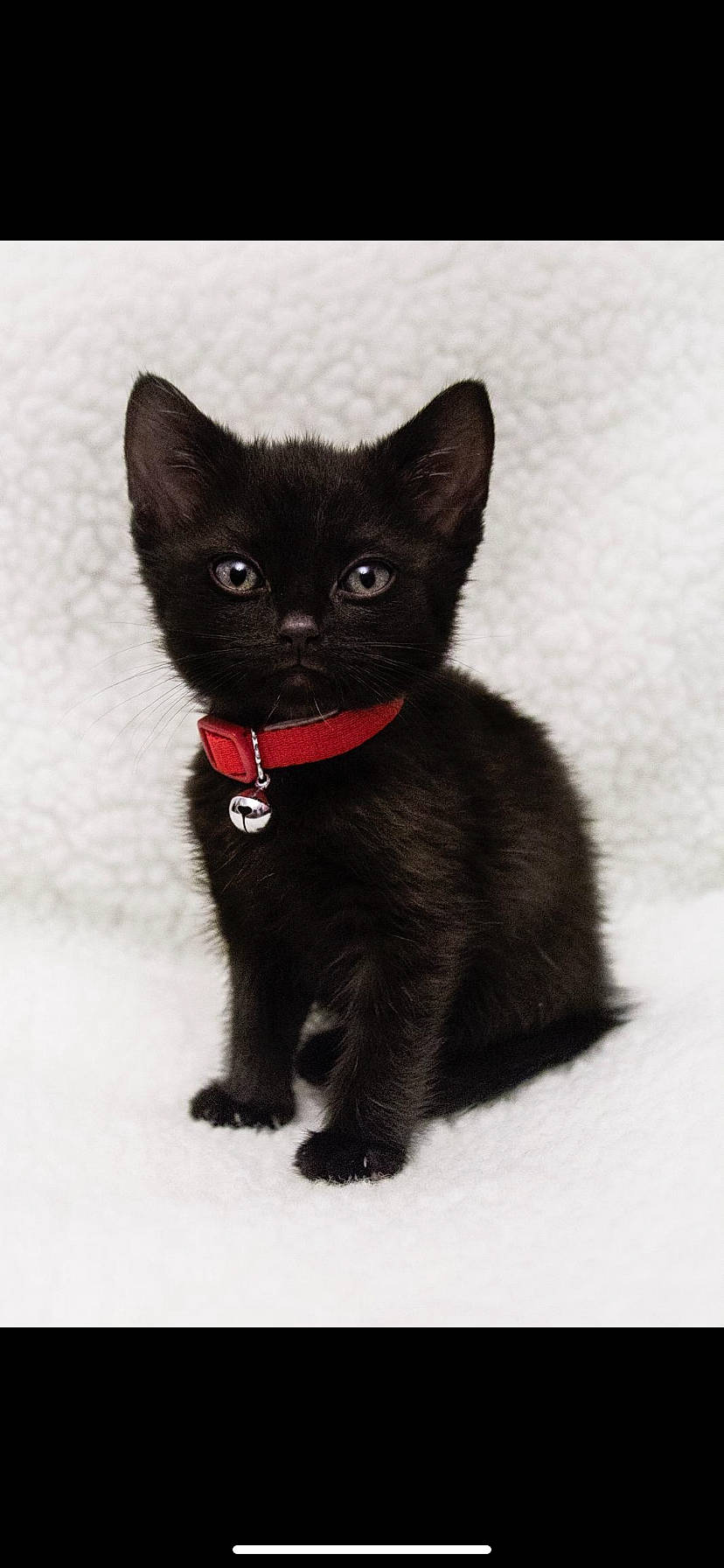 Colin joined the competition — help win amazing prizes! black_cat, bombay, carnivore, cat, claw, domestic_short_haired_cat, felidae, foot, fur, paw, small_to_medium_sized_cats, snout, tail, terrestrial_animal, whiskers, window