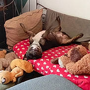 Jean Pierre Lascombe participe au concours pour gagner de l'argent avec cette photo : dog, upside_down, bed, blanket, heart_pattern, plush_toys, stuffed_animals, pillow, chain_collar, indoor, furniture, relaxed, playful, pet, canine, brown, black, white, room, cozy