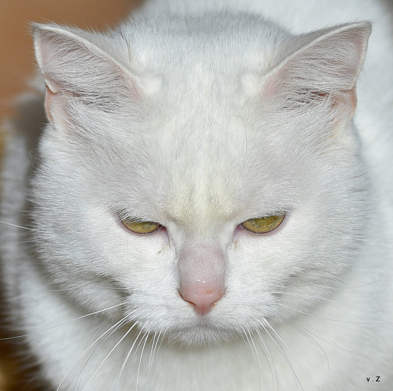 Mustang a rejoint le concours — aidez-le/la à gagner de superbes lots ! aegean_cat, british_semi_longhair, burmilla, carnivore, cat, close_up, domestic_short_haired_cat, eye, felidae, fur, khao_manee, mammal, nose, small_to_medium_sized_cats, snout, turkish_angora, turkish_van, vertebrate, whiskers, white