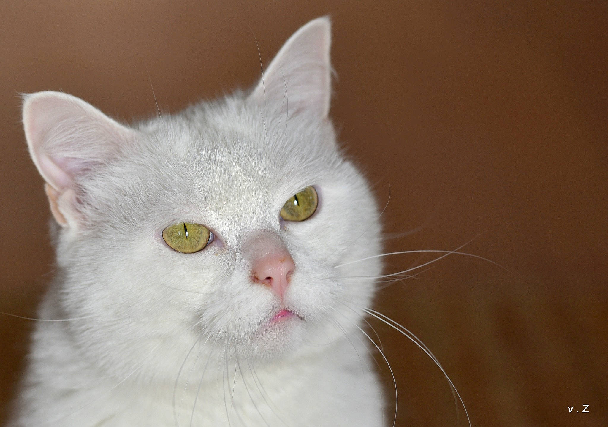 Mustang participe au concours pour gagner de l'argent avec cette photo : aegean_cat, american_wirehair, british_semi_longhair, british_shorthair, burmilla, carnivore, cat, domestic_short_haired_cat, eye, felidae, fur, khao_manee, mammal, nose, small_to_medium_sized_cats, snout, turkish_angora, turkish_van, vertebrate, whiskers