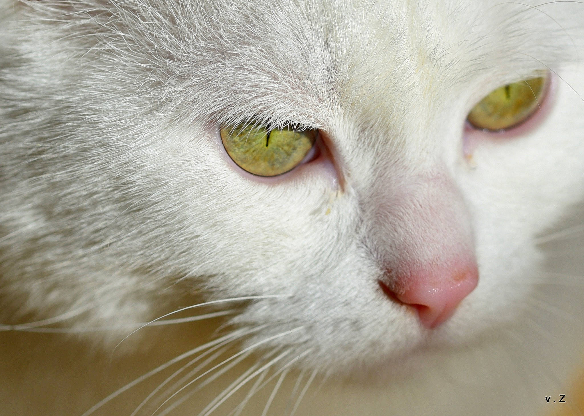 Mustang participe au concours pour gagner de l'argent avec cette photo : aegean_cat, burmilla, carnivore, cat, close_up, domestic_short_haired_cat, eye, felidae, fur, khao_manee, mammal, nose, organ, singapura, small_to_medium_sized_cats, snout, turkish_angora, turkish_van, whiskers, white