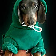 Gabin participe au concours pour gagner de l'argent avec cette photo : animal, brown_dog, close_up, costume, cute, dachshund, dark_background, dog, dramatic_lighting, fashionable_pet, green_clothing, held_dog, hoodie, human_hands, indoor, long_ears, long_snout, pet, portrait, sad_expression