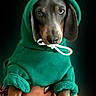 animal, brown_dog, close_up, costume, cute, dachshund, dark_background, dog, dramatic_lighting, fashionable_pet, green_clothing, held_dog, hoodie, human_hands, indoor, long_ears, long_snout, pet, portrait, sad_expression