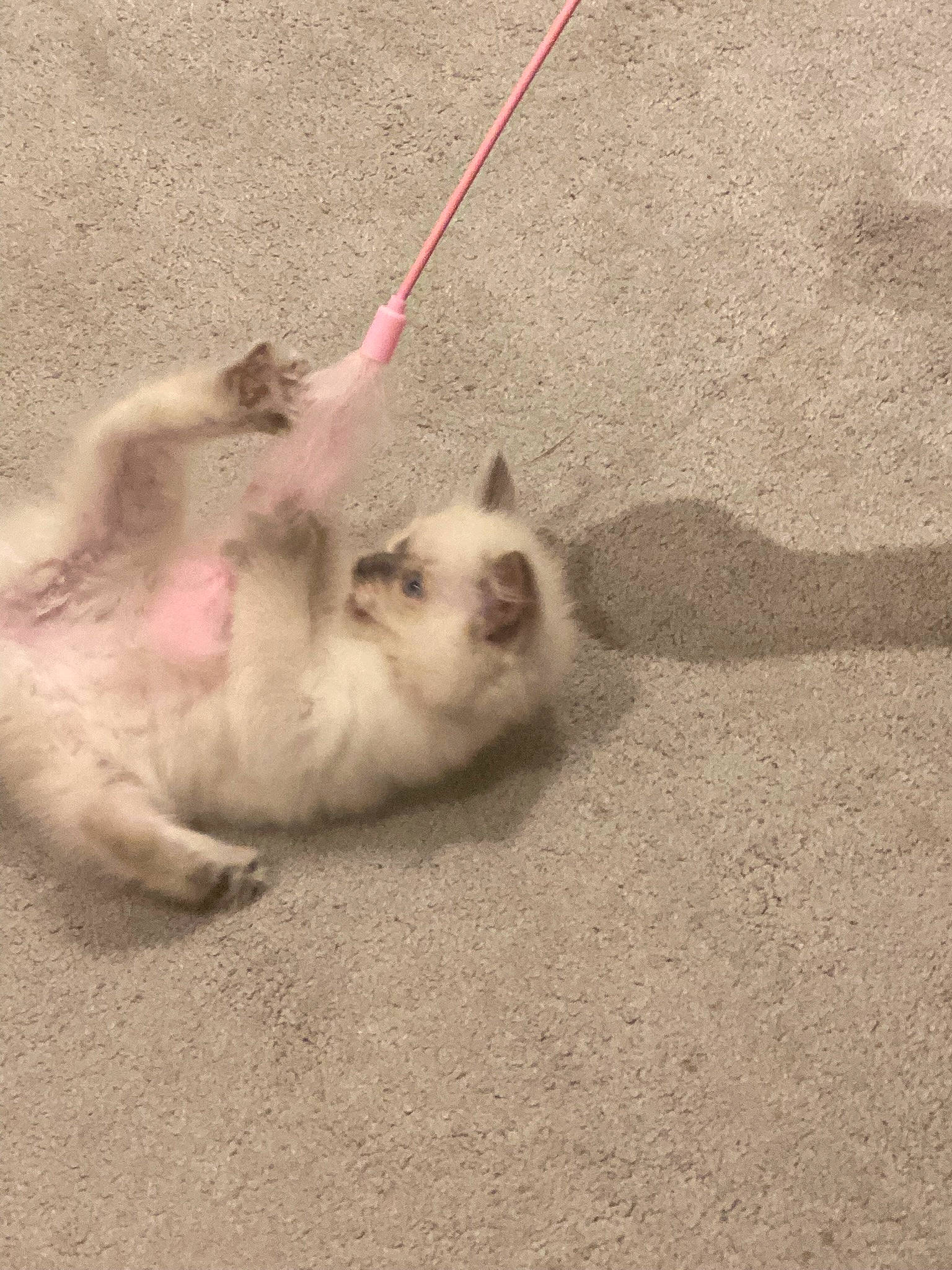 Jules is registered to the contest to win money with this photo: balinese, carnivore, cat, dog_breed, fawn, felidae, flooring, foot, fur, paw, sand, siamese, small_to_medium_sized_cats, snout, soil, tail, terrestrial_animal, whiskers