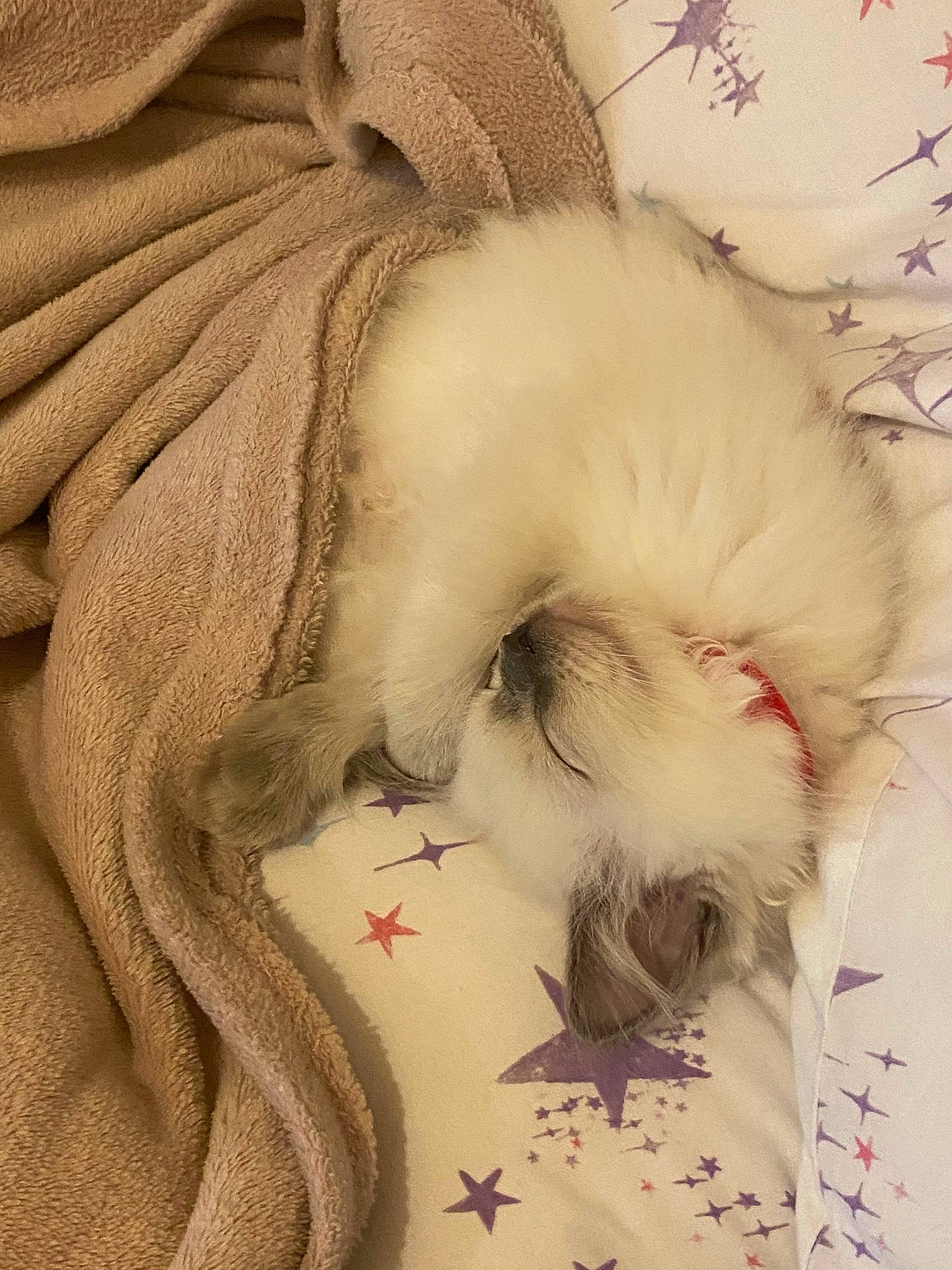 Jules is registered to the contest to win money with this photo: art, carnivore, cat, comfort, companion_dog, fashion_accessory, fawn, feather, felidae, fur, hat, linens, pattern, paw, small_to_medium_sized_cats, tail, thread, whiskers, wool, woolen