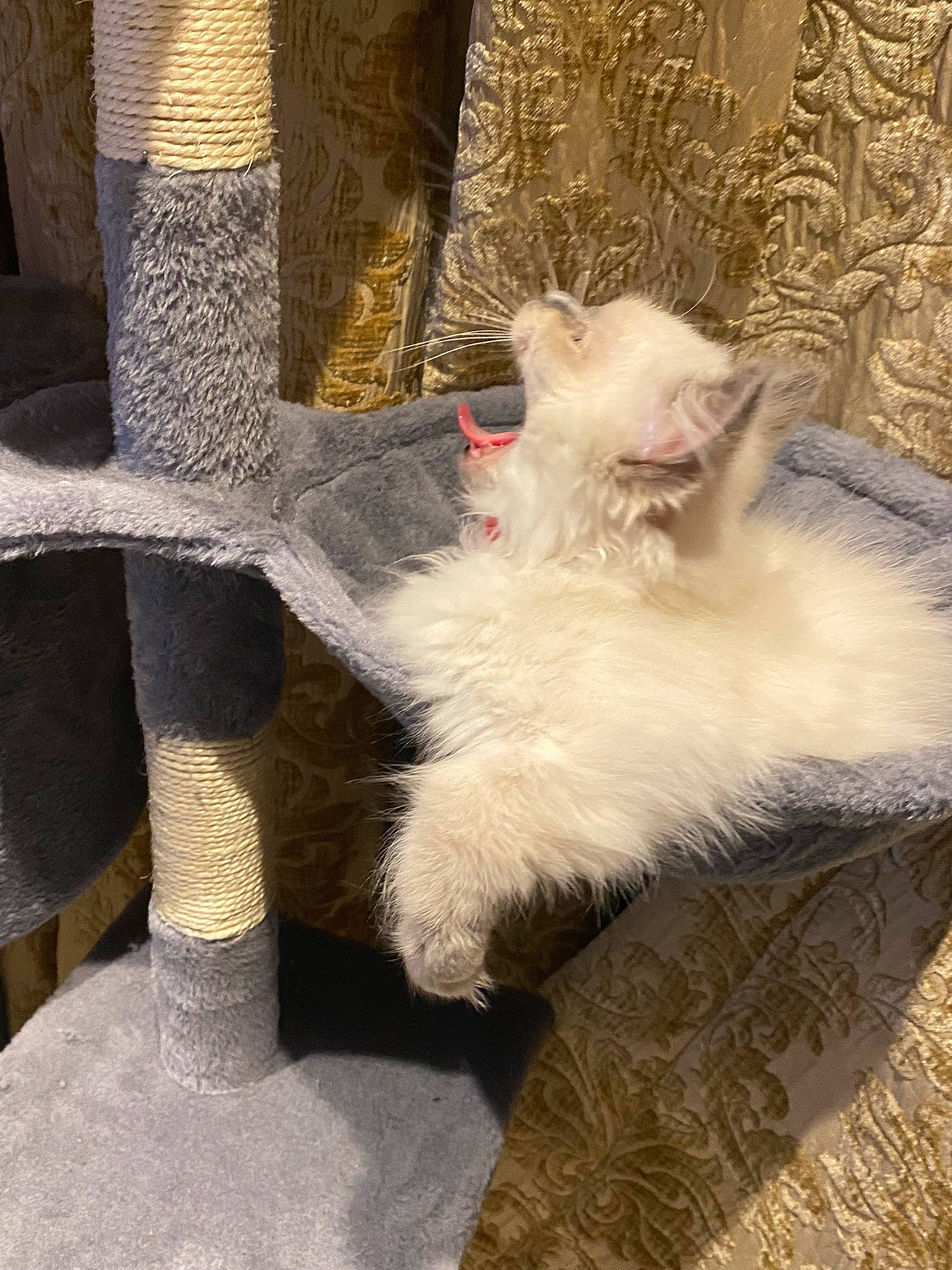 Jules joined the competition — help win amazing prizes! art, carnivore, cat, chair, claw, comfort, companion_dog, domestic_short_haired_cat, fawn, felidae, foot, fur, paw, small_to_medium_sized_cats, snout, tail, terrestrial_animal, whiskers