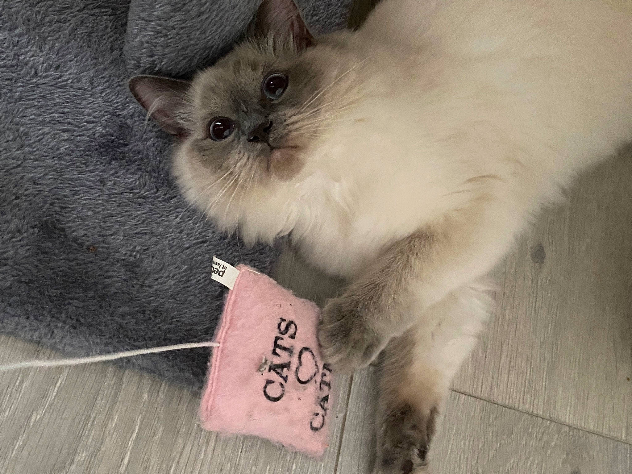 Jules is registered to the contest to win money with this photo: birman, box, carnivore, cat, claw, comfort, fawn, felidae, flooring, fur, handwriting, paw, ragdoll, small_to_medium_sized_cats, snout, tail, terrestrial_animal, whiskers