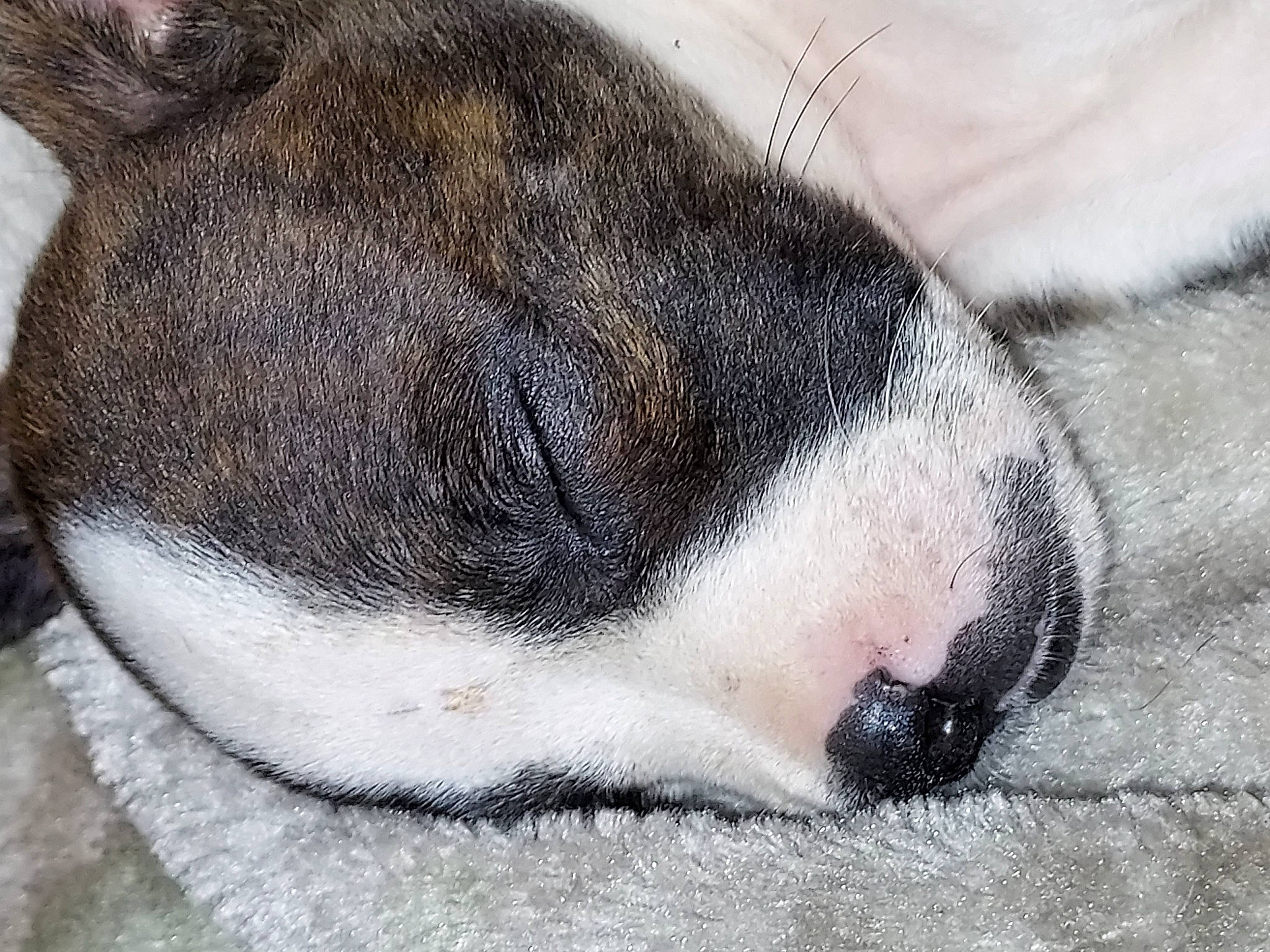 Layla is registered to the contest to win money with this photo: carmine, carnivore, claw, dog_breed, felidae, flightless_bird, foot, fur, grey, nap, non_sporting_group, paw, sleep, snout, snow, tail, terrestrial_animal, whiskers