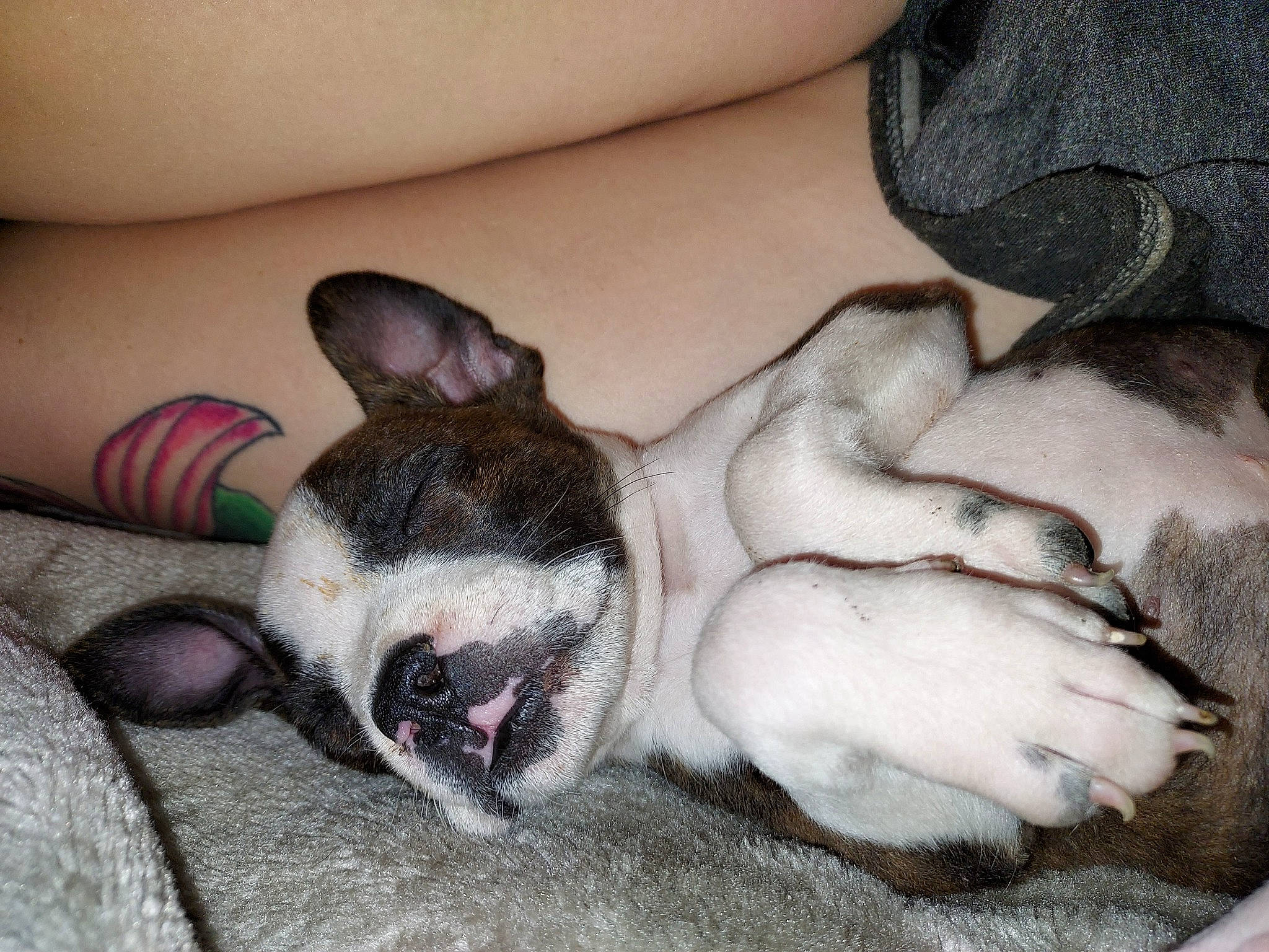 Layla is registered to the contest to win money with this photo: carnivore, comfort, companion_dog, dog, dog_breed, ear, fawn, finger, foot, grey, human_leg, leg, nail, paw, snout, sporting_group, terrestrial_animal, thigh, whiskers, wrist