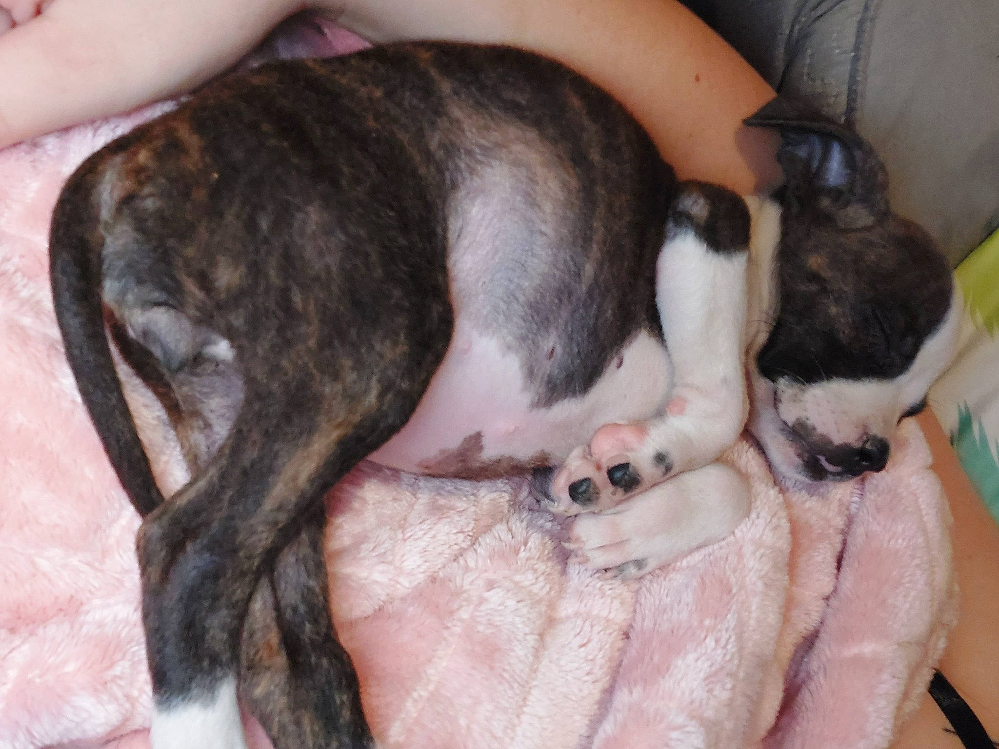 Layla joined the competition — help win amazing prizes! boston_terrier, canidae, carnivore, comfort, companion_dog, dog, dog_breed, ear, fawn, fur, nail, nap, paw, puppy_love, snout, sporting_group, tail, toy_dog, whiskers, working_animal