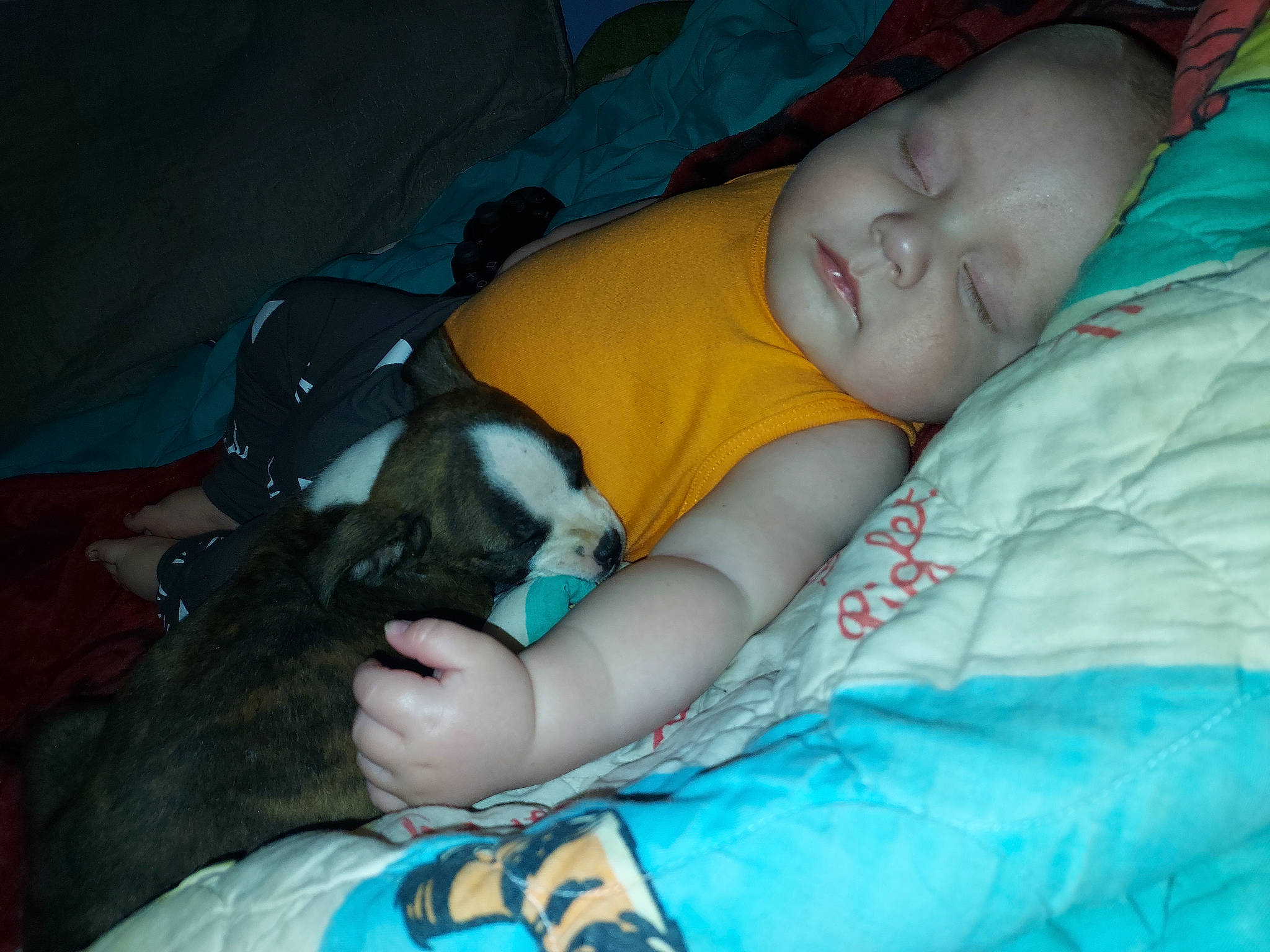 Layla joined the competition — help win amazing prizes! baby, bedtime, canidae, carnivore, child, comfort, companion_dog, couch, dog_breed, felidae, fur, lap, linens, nap, sitting, sleep, small_to_medium_sized_cats, sporting_group, toddler, whiskers