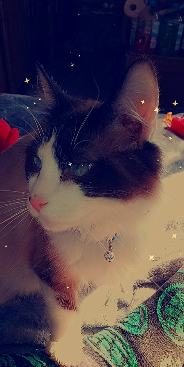 Louis is registered to the contest to win money with this photo: art, beauty, carnivore, cat, christmas_ornament, cloud, cool, felidae, fur, happy, holiday, meteorological_phenomenon, morning, organism, sky, small_to_medium_sized_cats, snout, tail, tints_and_shades, whiskers