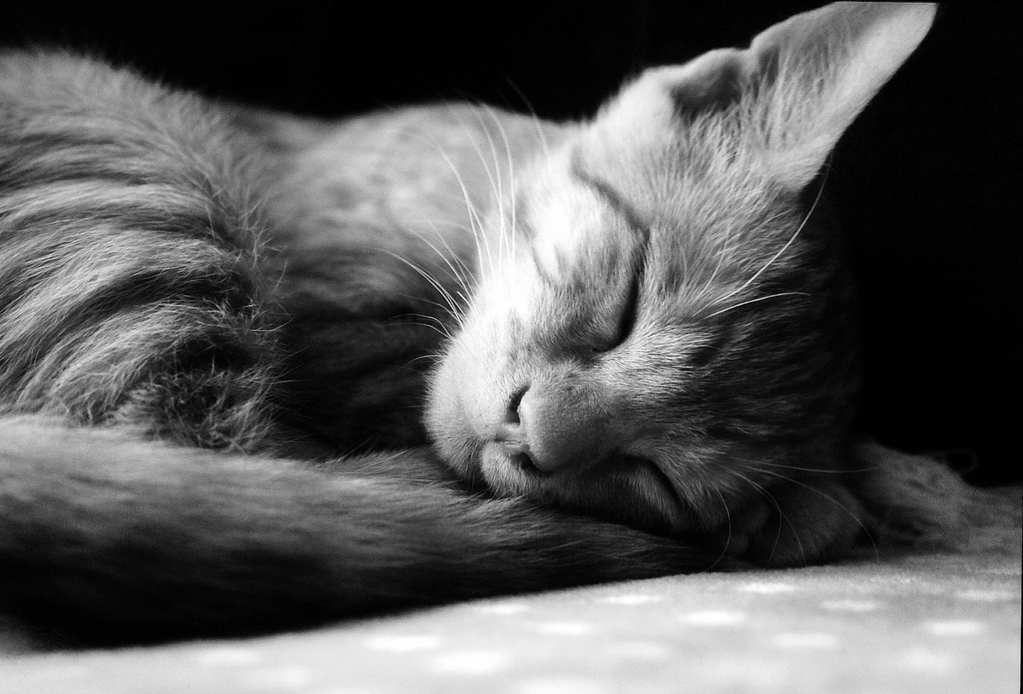 Eddy participe au concours pour gagner de l'argent avec cette photo : bored, carnivore, cat, claw, close_up, comfort, domestic_short_haired_cat, ear, felidae, fur, grey, mammal, monochrome, monochrome_photography, paw, small_to_medium_sized_cats, snout, tail, vertebrate, whiskers