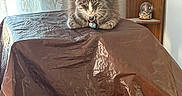 Stormy is registered to the contest to win money with this photo: animal, brown_cover, cat, cozy, curtain, decor, eyes_closed, feline, figurines, fur, household, indoor, painting, pet, quiet, resting, snow_globe, tabby, table, wooden_shelf