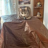 animal, brown_cover, cat, cozy, curtain, decor, eyes_closed, feline, figurines, fur, household, indoor, painting, pet, quiet, resting, snow_globe, tabby, table, wooden_shelf