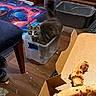 Stormy joined the competition — help win amazing prizes! cardboard_box, casual, cat, chair, curious, floor, flooring, food, gray_cat, home, indoor, pet, pizza, pizza_box, plastic_container, rug, shoe, sitting, tail, wooden_furniture