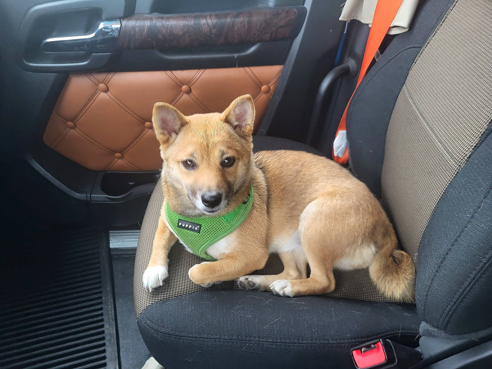 Honeybear is registered to the contest to win money with this photo: auto_part, canidae, car, car_seat, car_seat_cover, carnivore, collar, companion_dog, dog, dog_breed, fawn, head_restraint, motor_vehicle, snout, spitz, sporting_group, tail, vehicle, vehicle_door, working_animal