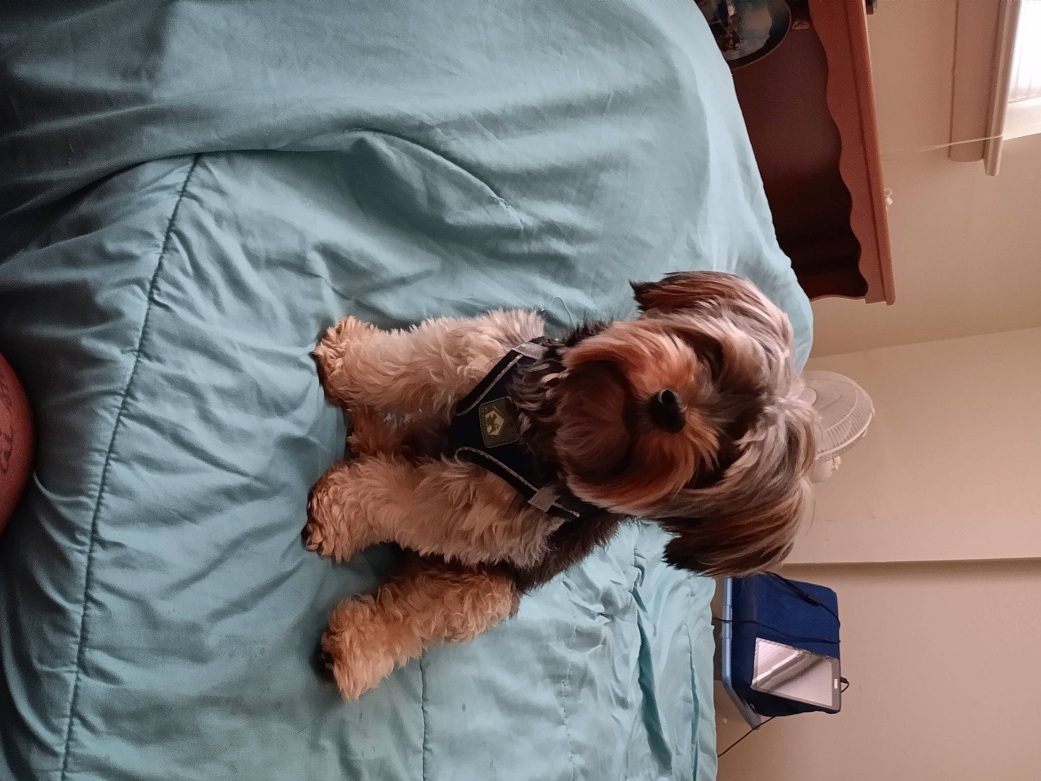 Bud is registered to the contest to win money with this photo: bed, bedding, canidae, child, comfort, companion_dog, dog_breed, fur, human_body, linens, nap, picture_frame, room, sitting, sleeve, sporting_group, window, wrinkle, wrist