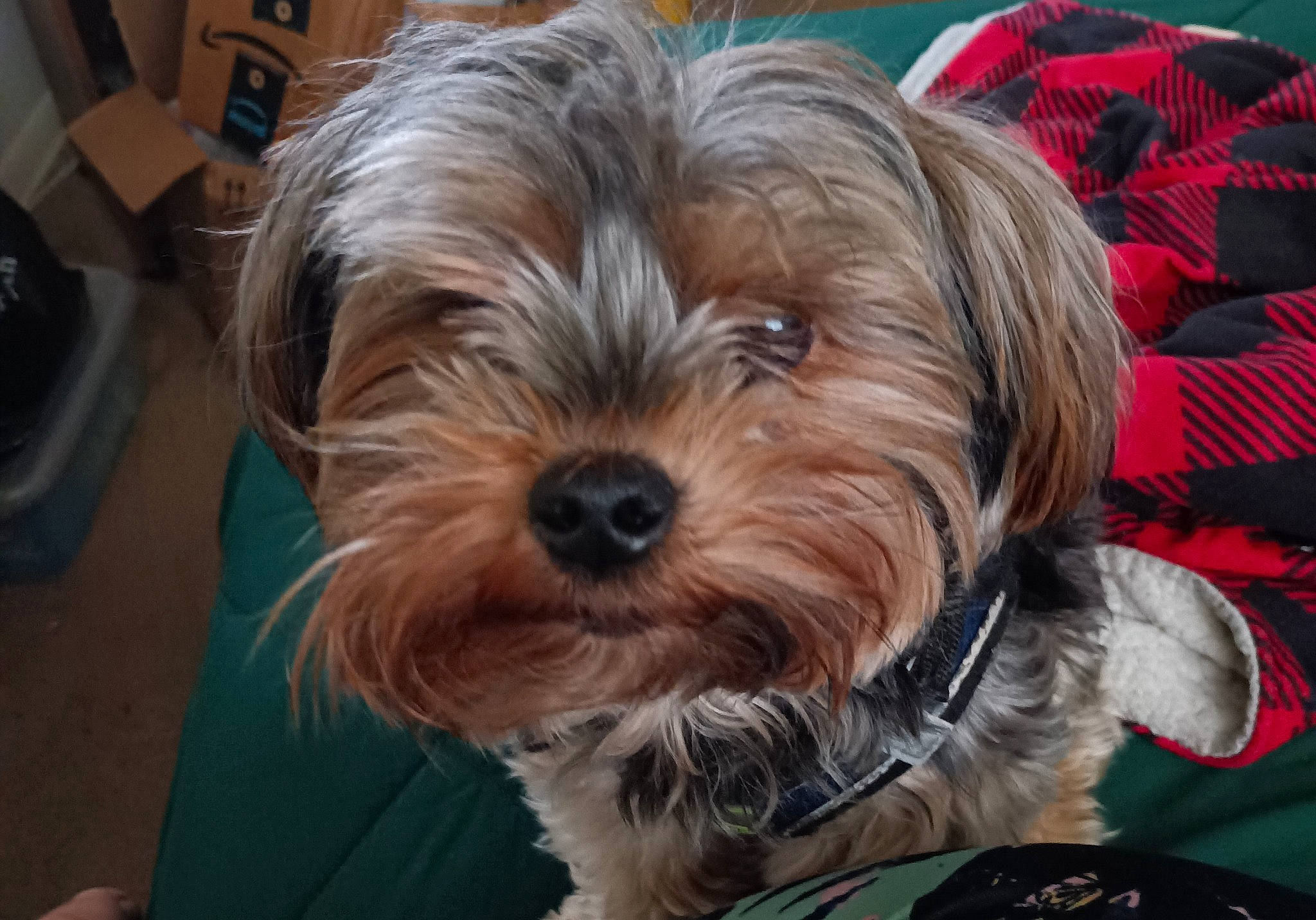 Bud is registered to the contest to win money with this photo: biewer_terrier, canidae, carnivore, companion_dog, dog, dog_breed, firefighter, fur, liver, maltepoo, non_sporting_group, puppy, shih_poo, small_terrier, snout, sporting_group, terrier, toy_dog, working_animal, yorkipoo