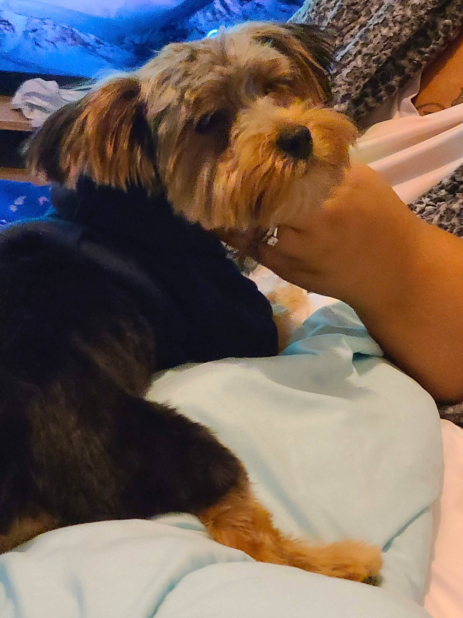 Bud joined the competition — help win amazing prizes! canidae, carnivore, comfort, companion_dog, dog, dog_breed, fur, nap, puppy, sitting, small_terrier, sporting_group, terrier, toy_dog, wrinkle, yorkipoo