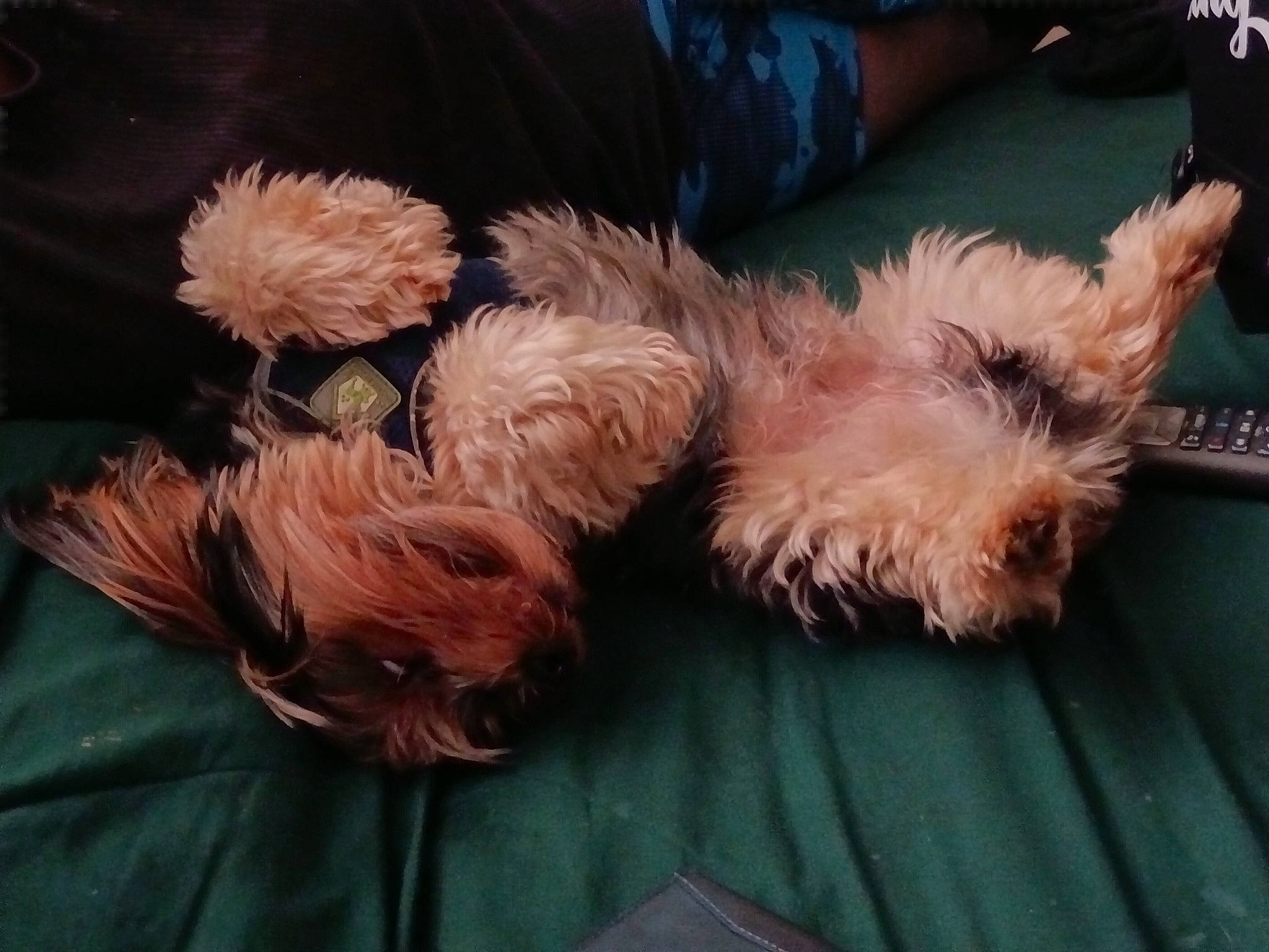 Bud is registered to the contest to win money with this photo: canidae, carnivore, companion_dog, corn_on_the_cob, dog, dog_breed, dog_clothes, fawn, fur, liver, paw, peach, puppy, small_terrier, snout, sporting_group, tail, terrier, toy, toy_dog