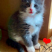 Pumpkin is registered to the contest to win money with this photo: adorable, animal, cardboard_box, carpet, cat, cute, feline, fluffy, fur, gray, heart_doodle, indoor, kitten, pet, pink_nose, sitting, small, whiskers, white, young
