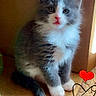 adorable, animal, cardboard_box, carpet, cat, cute, feline, fluffy, fur, gray, heart_doodle, indoor, kitten, pet, pink_nose, sitting, small, whiskers, white, young