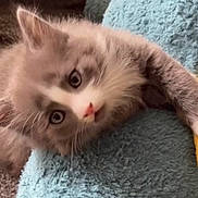 Lue is registered to the contest to win money with this photo: animal, blue_blanket, carpet, cat, clinging, cozy, curious, cute, eyes, fur, gray, indoor, kitten, paw, pet, small, soft_texture, white, yellow_edge, young