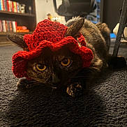 Tontita is registered to the contest to win money with this photo: animal, bookshelf, carpet, cat, close_up, cozy, crocheted_hat, feline, focused, furniture, home, indoor, low_angle, lying_down, pet, portrait, red_hat, texture, tortoiseshell_cat, yellow_eyes