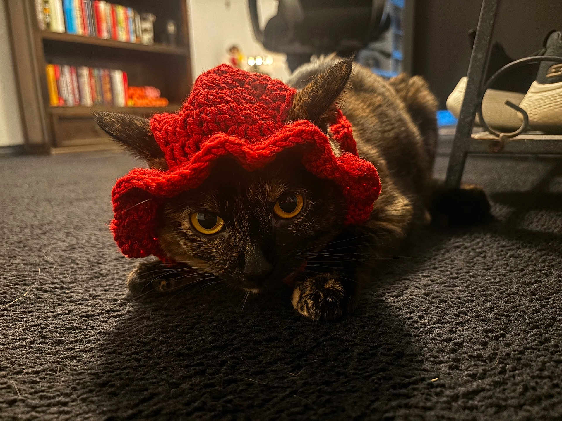 Tontita is registered to the contest to win money with this photo: animal, bookshelf, carpet, cat, close_up, cozy, crocheted_hat, feline, focused, furniture, home, indoor, low_angle, lying_down, pet, portrait, red_hat, texture, tortoiseshell_cat, yellow_eyes