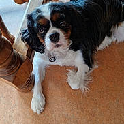 Charlie a rejoint le concours — aidez-le/la à gagner de superbes lots ! dog, cavalier_king_charles_spaniel, pet, indoor, floor, wooden_chair, orange_floor, collar, paw_print_tag, lying_down, looking_up, fur, black_fur, white_fur, brown_fur, cute, animal, companion, domestic, relaxed