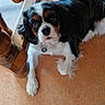 dog, cavalier_king_charles_spaniel, pet, indoor, floor, wooden_chair, orange_floor, collar, paw_print_tag, lying_down, looking_up, fur, black_fur, white_fur, brown_fur, cute, animal, companion, domestic, relaxed