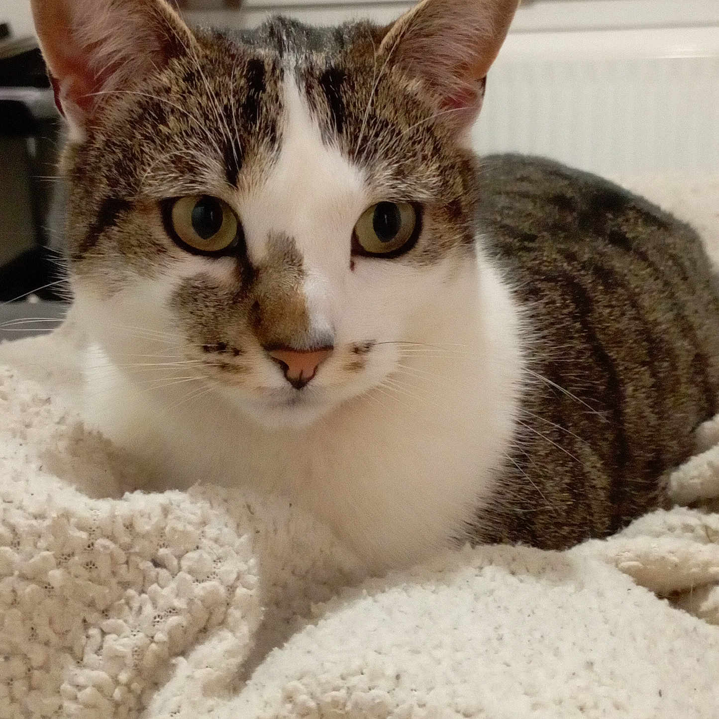 Tornade participe au concours pour gagner de l'argent avec cette photo : animal, blanket, cat, closeup, comfort, cozy, cute, ears, eyes, feline, fur, indoor, mammal, pet, relaxed, resting, soft, tabby, whiskers, white_fur